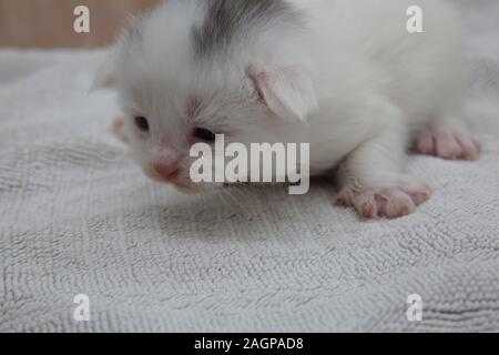 Two Week Old White Kitten with Grey Markings on head Part Turkish Angora Stock Photo