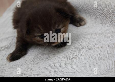 Two Week Old Tortoiseshell Kitten - Part Turkish Angora Stock Photo