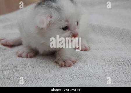 Two Week Old White Kitten with Grey Markings on head Part Turkish Angora Stock Photo