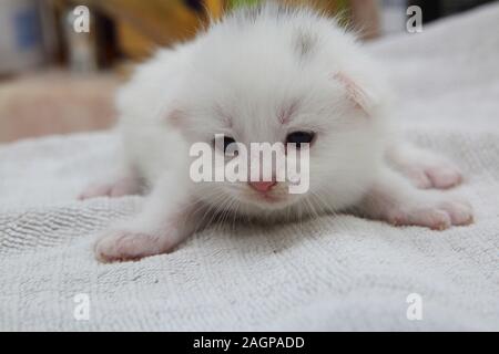 White turkish angora cat seated on Christmas presents ...