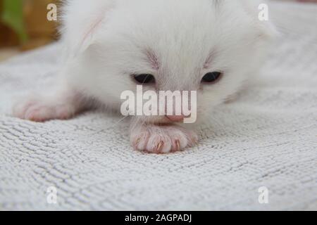 Two Week Old White Kitten with Grey Markings on head Part Turkish Angora Stock Photo