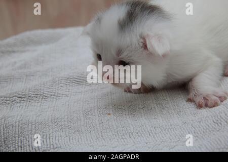 Two Week Old White Kitten with Grey Markings on head Part Turkish Angora Stock Photo