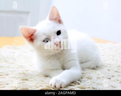 Portrait of 10 Week Old Kitten - Turkish Angora Cross White with Grey Markings on Head Stock Photo