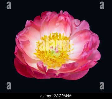 Pink peony closeup isolated on black background. Beautiful delicate peony with pink petals and yellow middle, macro. Bright blooming flower head. Stock Photo