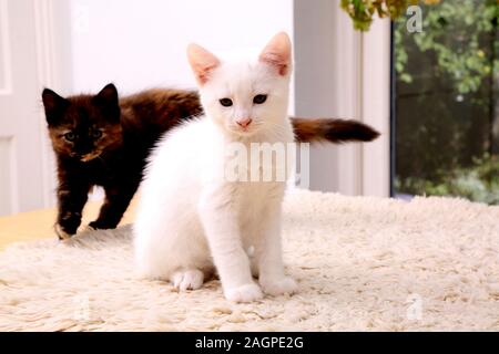 10 Week Old Kitten Turkish Angora Cross- White Male and Tortoiseshell Female Stock Photo