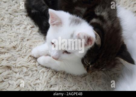 10 Week Old Kittens Turkish Angora Cross - One Tabby Male and one White Female Stock Photo