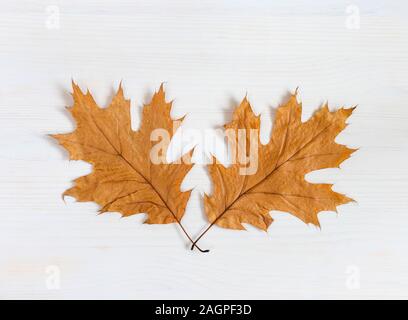 Autumn composition. Two dry maple leaves on a white wooden background. Autumn thanksgiving day background. Fall concept. Flat lay, top view. Stock Photo