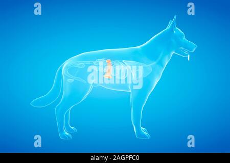 Dog spleen, computer illustration. Stock Photo