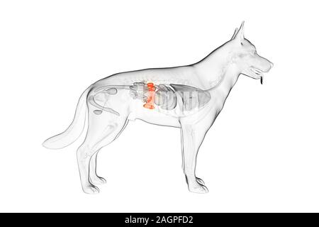 Dog spleen, computer illustration. Stock Photo