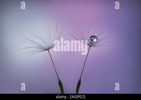 Dandelion seeds on pastel pink lilac background with water drop close up. Fluffy seeds on a blurred purple background. Macro. Stock Photo