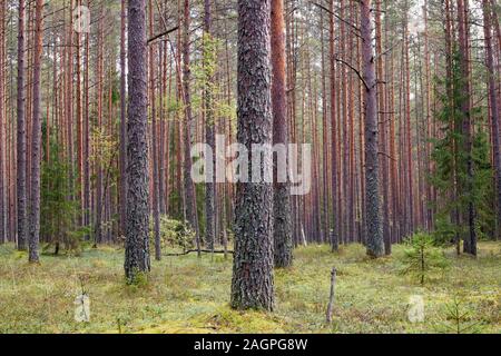 Straight pine trunks of ship pine forest and carpet of grass and moss below