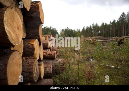 Forest edge with saw mill, stacks of pine logs against pine forest Stock Photo