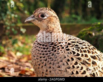 Closeup portrait of a female pheasant, Phasianus colchicus, in a garden Stock Photo