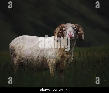 Closeup shot of an adult wooly bighorn sheep in a field looking towards the camera Stock Photo