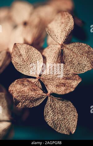 Dry textured hydrangea petals on a dark blue background close-up. Dried flowers hydrangea. Potpourri macro. Stock Photo
