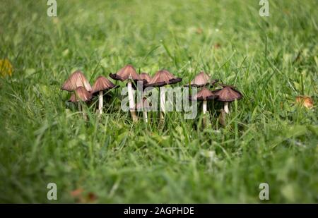 A group of mushrooms on a green background of lawn, grass. Brown mushrooms toadstool in the grass closeup macro. Lawn damage. On a Sunny summer day. Stock Photo