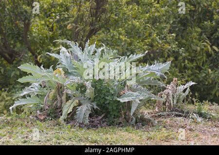 General shot of an artichoke plant in spring that is invaded by weeds that grow around it Stock Photo