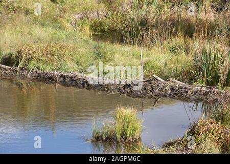 Beaver dam on Opimihaw Creek in a prairie coulee at Wanuskewin Heritage Park Stock Photo