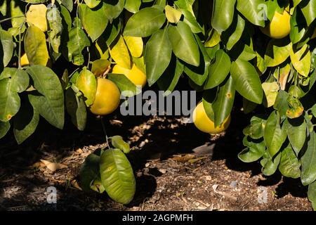 Grapefruits hanging on branch from citrus tree close to the ground. Stock Photo