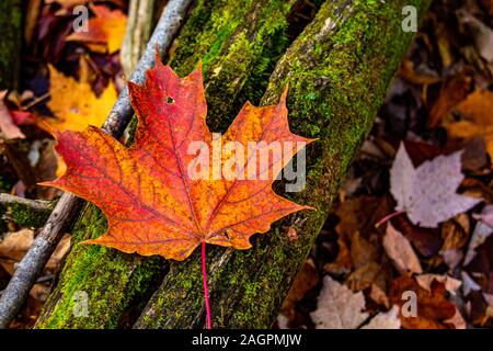 A vibrant red and orange maple leaf is seen up close as it lays on a mossy log. The log is covered in green moss and has a split along its length, cov Stock Photo