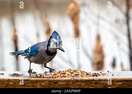 A wet blue jay in rainy weather inspects birdseed that has been spilled out in a small pile on a wooden railing. The seeds were left at a popular bird Stock Photo