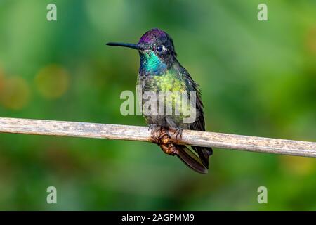 The Talamanca hummingbird or Magnificent hummingbird (Eugenes spectabilis) is a large hummingbird found only in Costa Rica and parts of Panama. Stock Photo