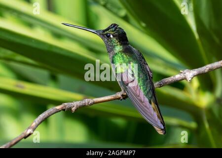 The Talamanca hummingbird or Magnificent hummingbird (Eugenes spectabilis) is a large hummingbird found only in Costa Rica and parts of Panama. Stock Photo