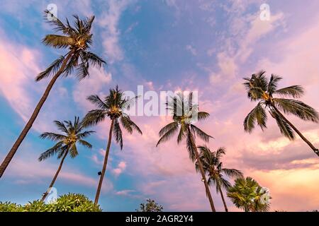 Looking up at palm trees during twilight in Bali, Indonesia