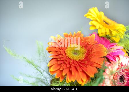 Stylized photo of five gerbera flowers on a light pink background. Yellow, pink, red, orange gerbera on a light background. Multicolored blooming gerb Stock Photo