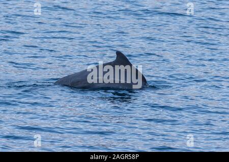 Indo-pacific humpback dolphins (sousa chinensis) in Musandam, Oman near Khasab in the Fjords jumping in and out of the water by Dhow Boats. Stock Photo