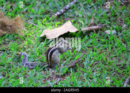 squirrel on grass eating nuts Stock Photo