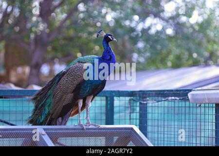 A turquoise peacock sits on a cage and looks around. Nature simplistic colors. Blurred background. Stock Photo