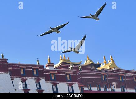 Lhasa, China's Tibet Autonomous Region. 20th Dec, 2019. Bar-headed geese fly near the Potala Palace at the Longwangtan Park in Lhasa, southwest China's Tibet Autonomous Region, Dec. 20, 2019. Many migratory birds, such as bar-headed geese and black-headed gulls, arrived here to escape the cold. Credit: Zhang Rufeng/Xinhua/Alamy Live News Stock Photo