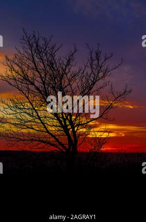 One single lone tree in the silhouette of the setting sun right behind it in a large reed field and behind it a lake. Germany, Mecklenburg-Vorpommern, Stock Photo