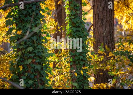 English ivy climbing pine trees against a backdrop of sunlit Autumn foliage near Atlanta, Georgia, USA. Stock Photo
