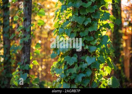 English ivy climbing pine trees against a backdrop of sunlit Autumn foliage near Atlanta, Georgia, USA. Stock Photo