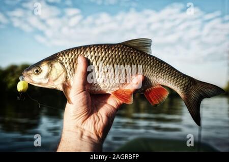 Chub in fisherman's hand shot against river landscape, toned photo Stock Photo