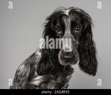 cocker spaniel,1 year old, female, blue roan, UK. Stock Photo