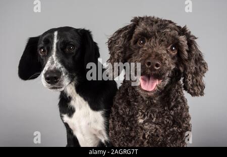 Collie spaniel cross with a dark chocolate cockapoo! UK Stock Photo