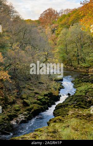 High view of River Wharfe flowing through scenic narrow steep-sided valley bordered by Strid Wood - Bolton Abbey Estate, Yorkshire Dales, England, UK.