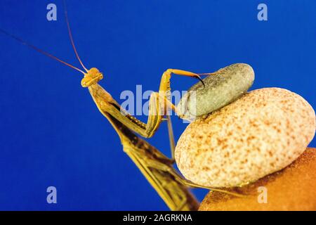 A magnificent Praying Mantis isolated on a blue background. Stock Photo
