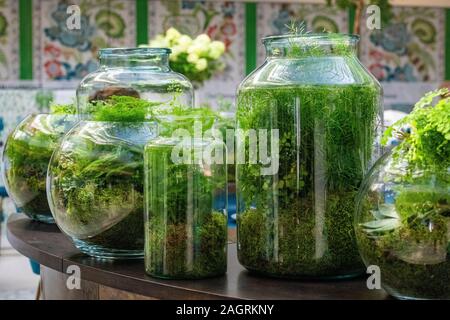 Indoor plants in glass jars Stock Photo