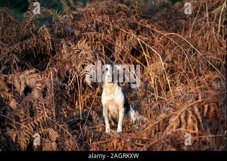 English Springer spaniel Stock Photo