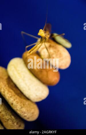 A magnificent Praying Mantis isolated on a blue background. Stock Photo