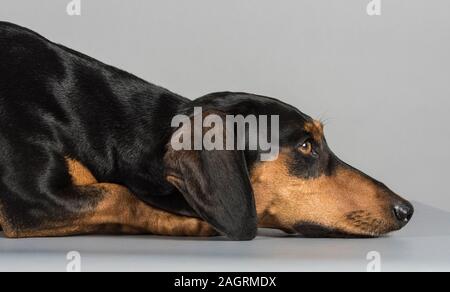 Dachshund, male, 3 years old, black & tan - photographed in the UK. Stock Photo