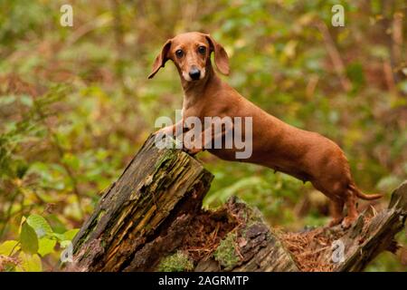 A Miniature Smooth Haired Dachshund in the forest. Stock Photo