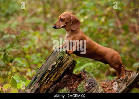 A Miniature Smooth Haired Dachshund in the forest. Stock Photo