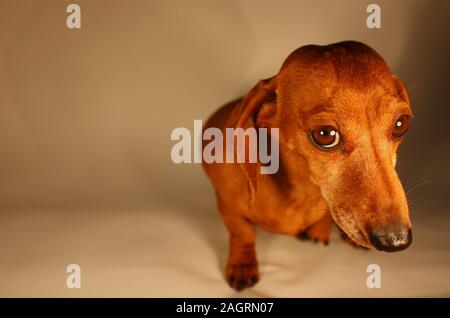 A Miniature Smooth Haired Dachshund in the forest. Stock Photo