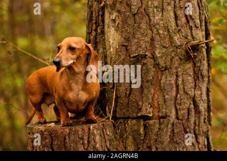 A Miniature Smooth Haired Dachshund in the forest. Stock Photo