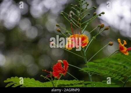 Selective focus shot of a Caesalpinia plant in nature Stock Photo